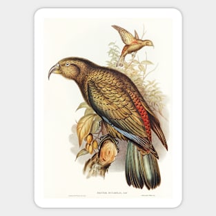 Kea Parrot Sticker